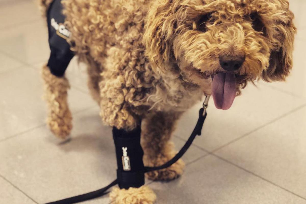 Artrose em cães - Sintomas e tratamento