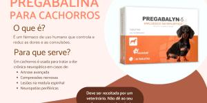Pregabalina para cães: dose e para que serve
