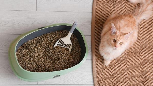 Como fazer o gato usar a caixa de areia - A areia pode fazer com que o gato rejeite a caixa