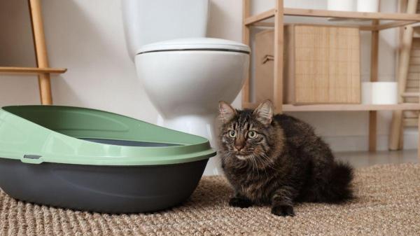 Como fazer o gato usar a caixa de areia - A localização incorreta da caixa de areia pode fazer com que ele a evite