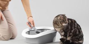 Como fazer o gato usar a caixa de areia