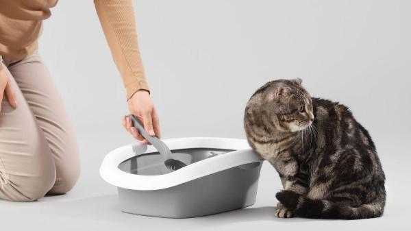 Como fazer o gato usar a caixa de areia