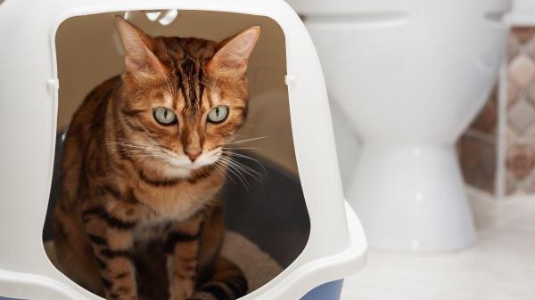 Como fazer o gato usar a caixa de areia - Nem todos os tipos de caixa de areia funcionam para todos os gatos