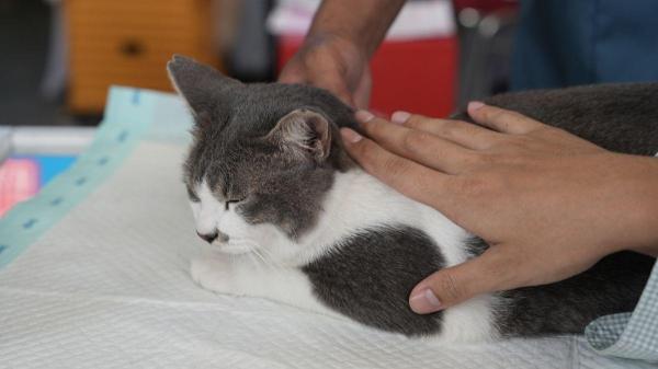 Como fazer o gato usar a caixa de areia - Quando a saúde do gato afeta o uso da caixa de areia