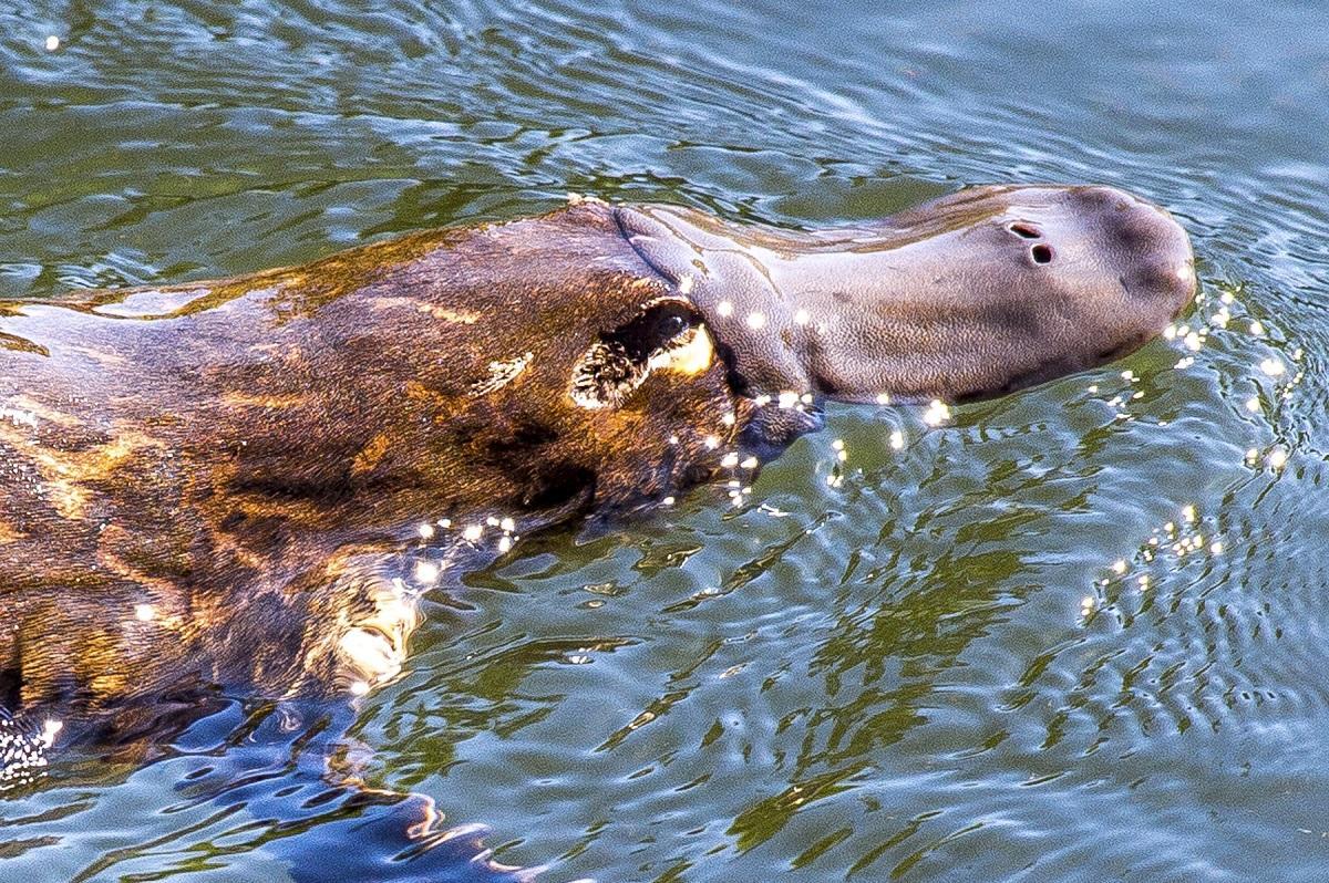 Ornitorrinco - Características e habitat