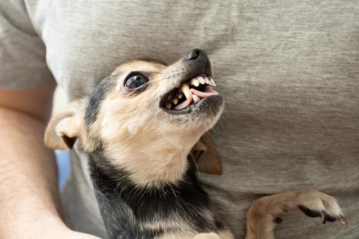 Por que os chihuahuas são agressivos?