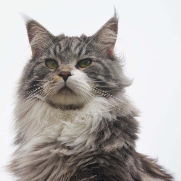 Cuidados de um Maine Coon
