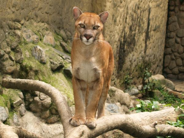 Animais da Caatinga: aves, mamíferos e répteis - 