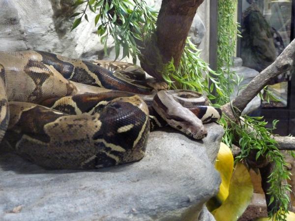 Animais da Caatinga: aves, mamíferos e répteis - 