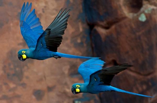 Animais da Caatinga: aves, mamíferos e répteis - 