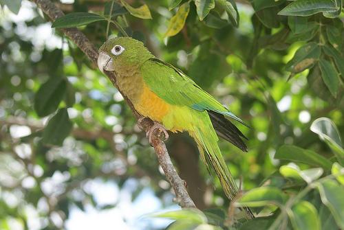 Animais da Caatinga: aves, mamíferos e répteis - 