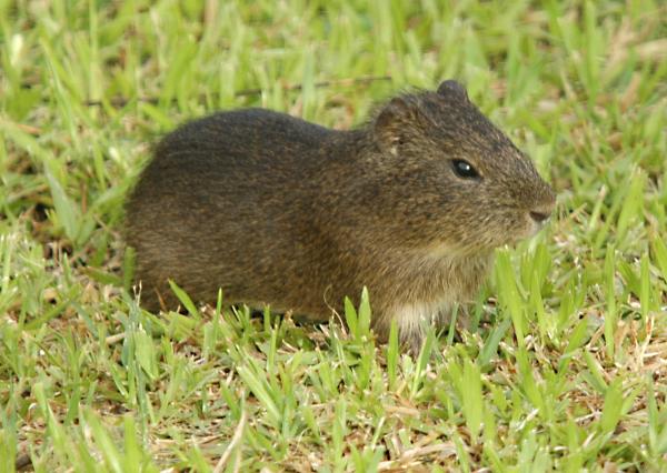 Animais da Caatinga: aves, mamíferos e répteis - 