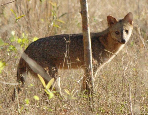 Animais da Caatinga: aves, mamíferos e répteis - 