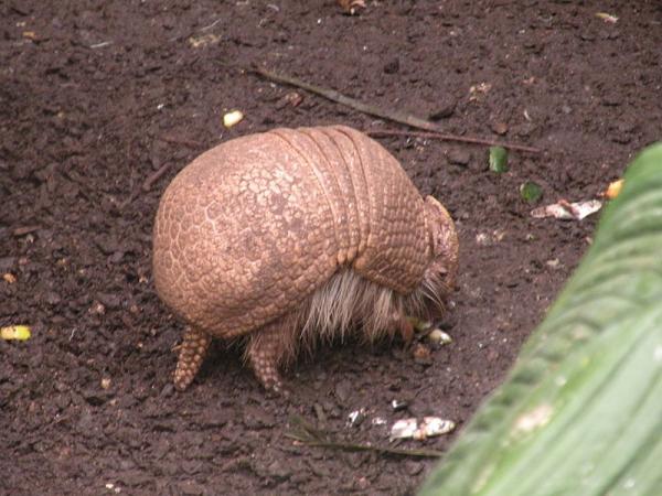 Animais da Caatinga: aves, mamíferos e répteis - 
