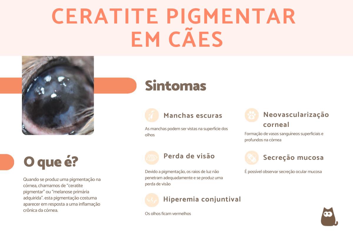 Ceratite pigmentar em cães: causas e tratamento