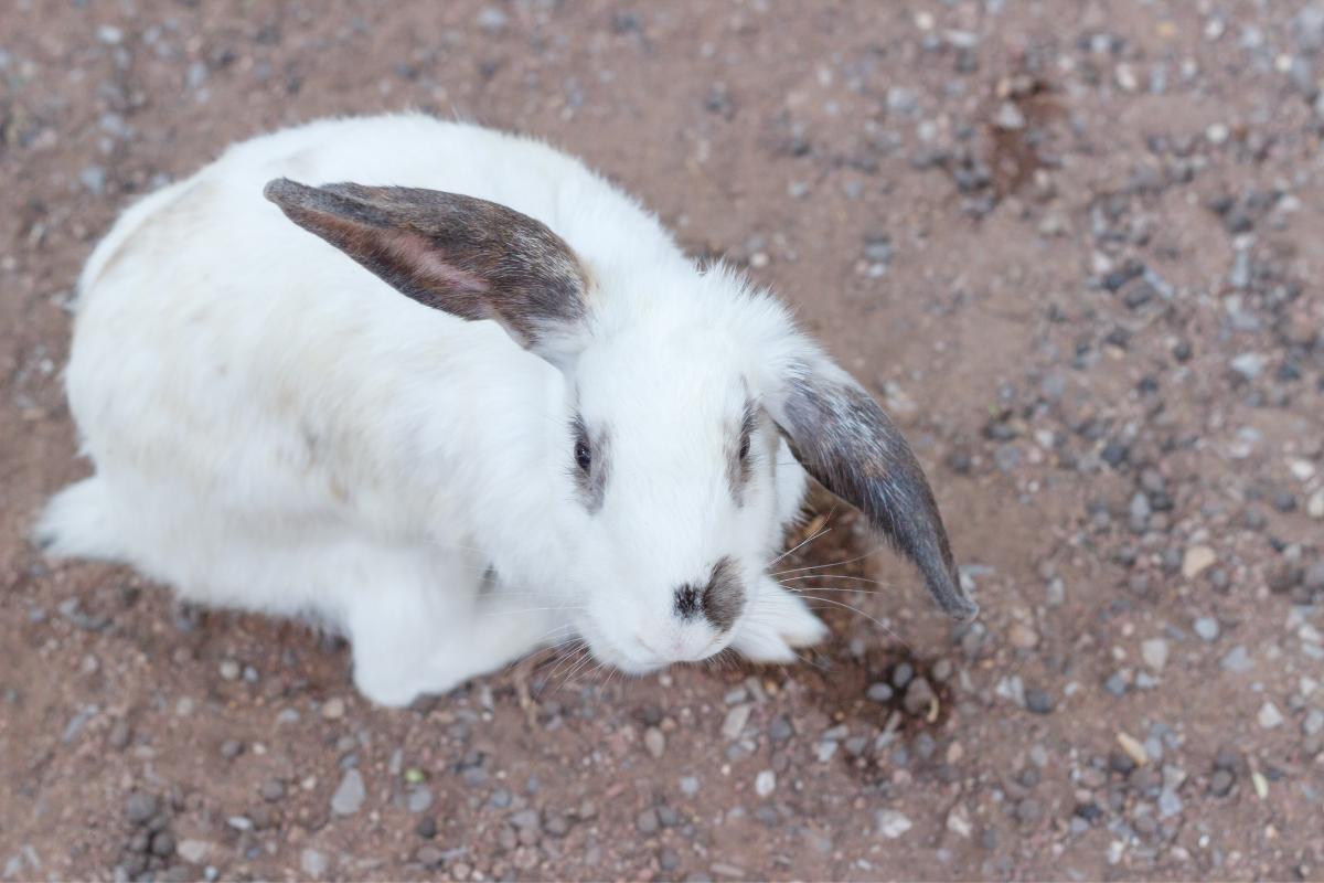 Diarreia em coelhos - Causas e tratamento