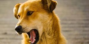 Conselhos para evitar latido de cachorro