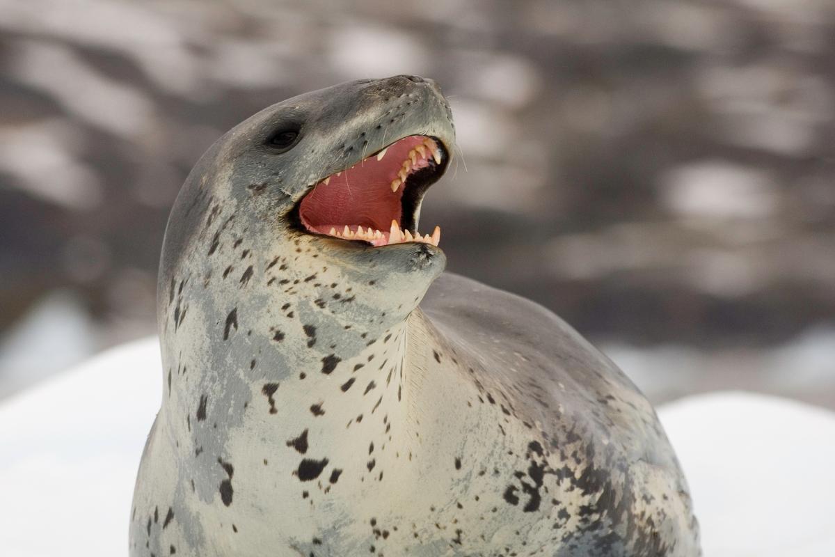 Foca-leopardo: onde vive e quem são os predadores