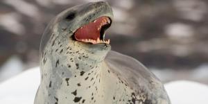 Foca-leopardo: onde vive e quem são os predadores