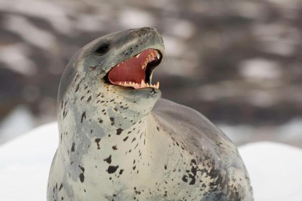 Foca-leopardo: onde vive e quem são os predadores