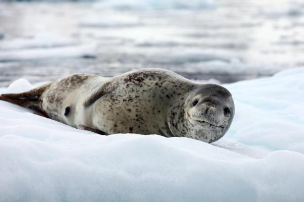 Foca-leopardo: onde vive e quem são os predadores - Onde vivem as focas-leopardo?