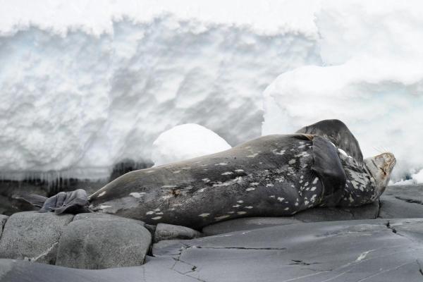 Foca-leopardo: onde vive e quem são os predadores - Predadores de focas-leopardo