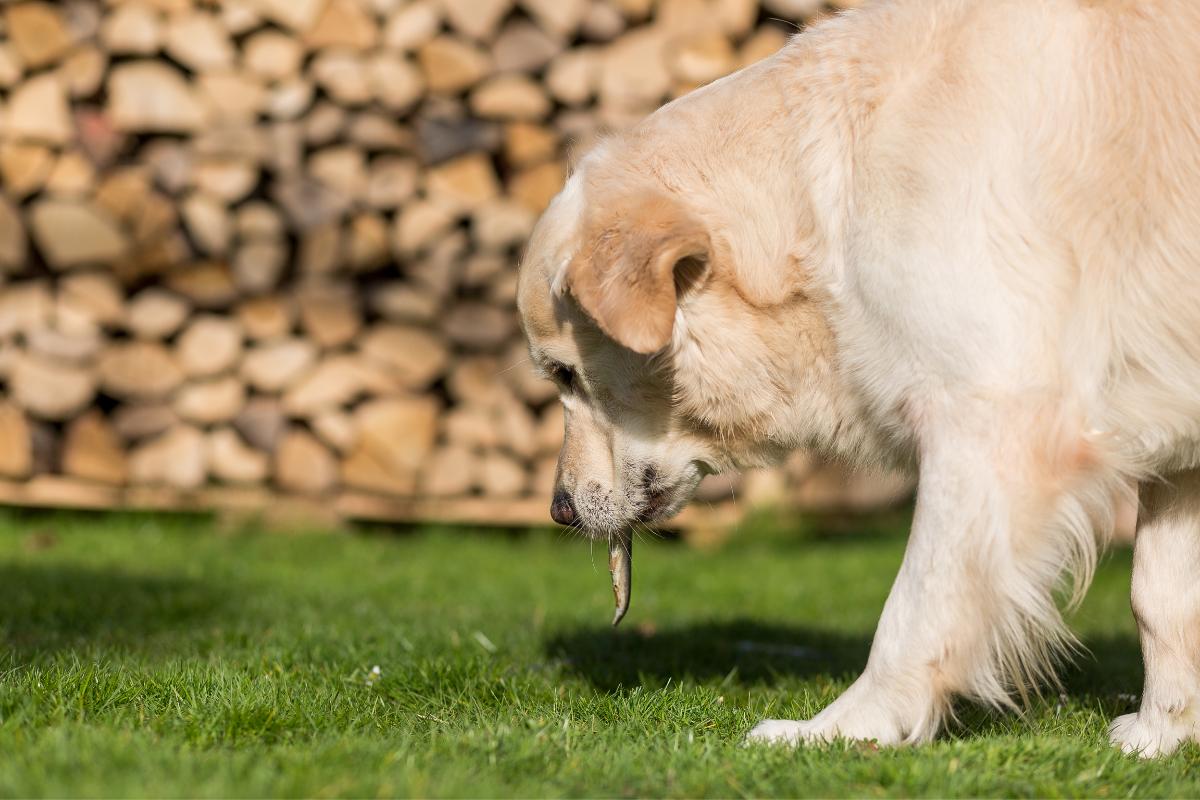 Cachorro regurgitando, o que fazer?