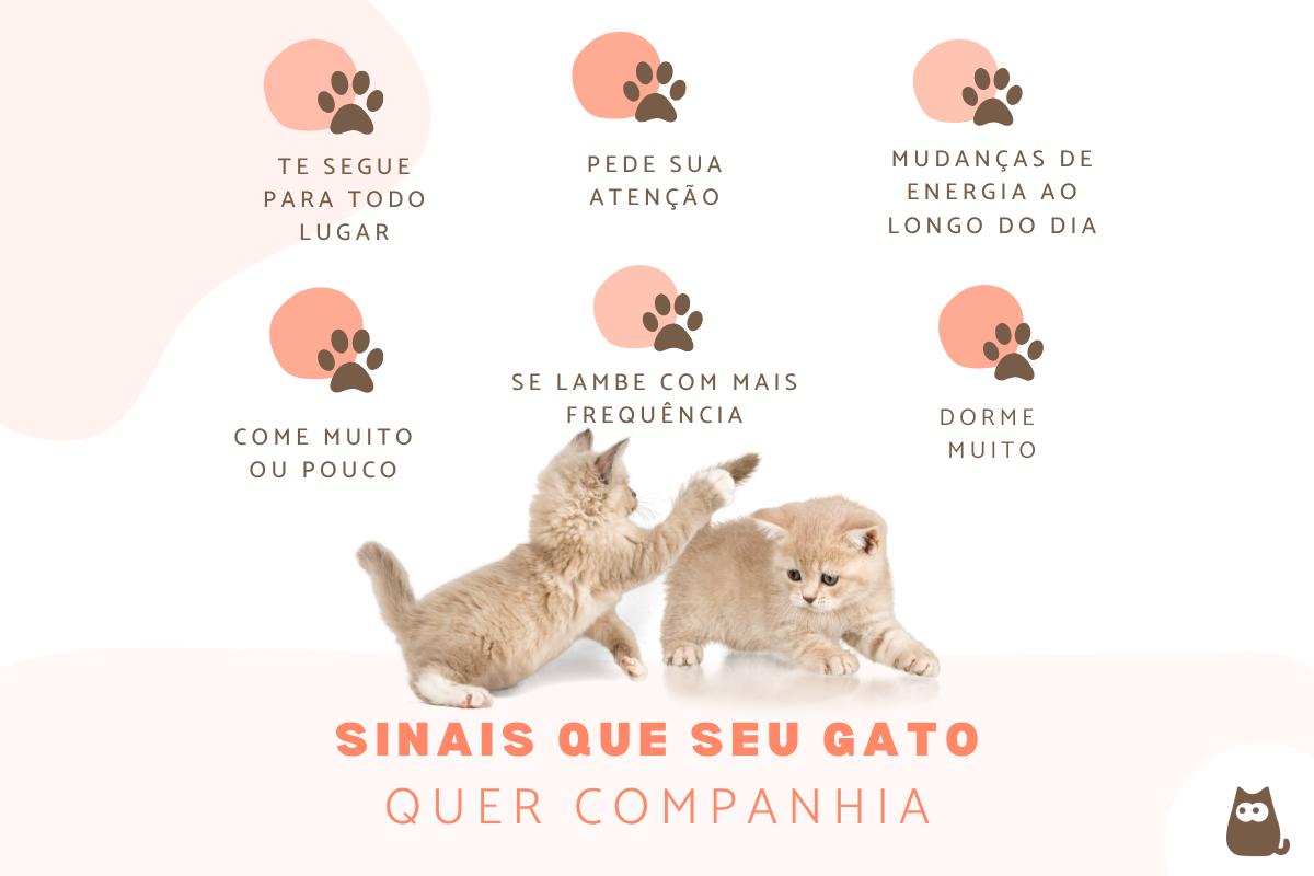 Como saber se meu gato quer companhia? - Principais sinais