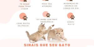 Como saber se meu gato quer companhia? - Principais sinais