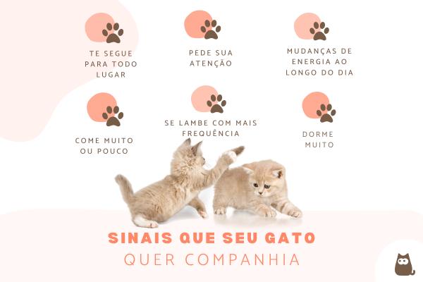 Como saber se meu gato quer companhia? - Principais sinais