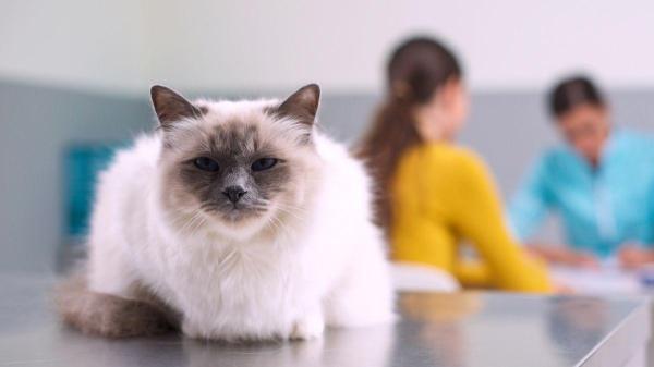 Câncer de mama em gatas: características e como se compara com o de humanos