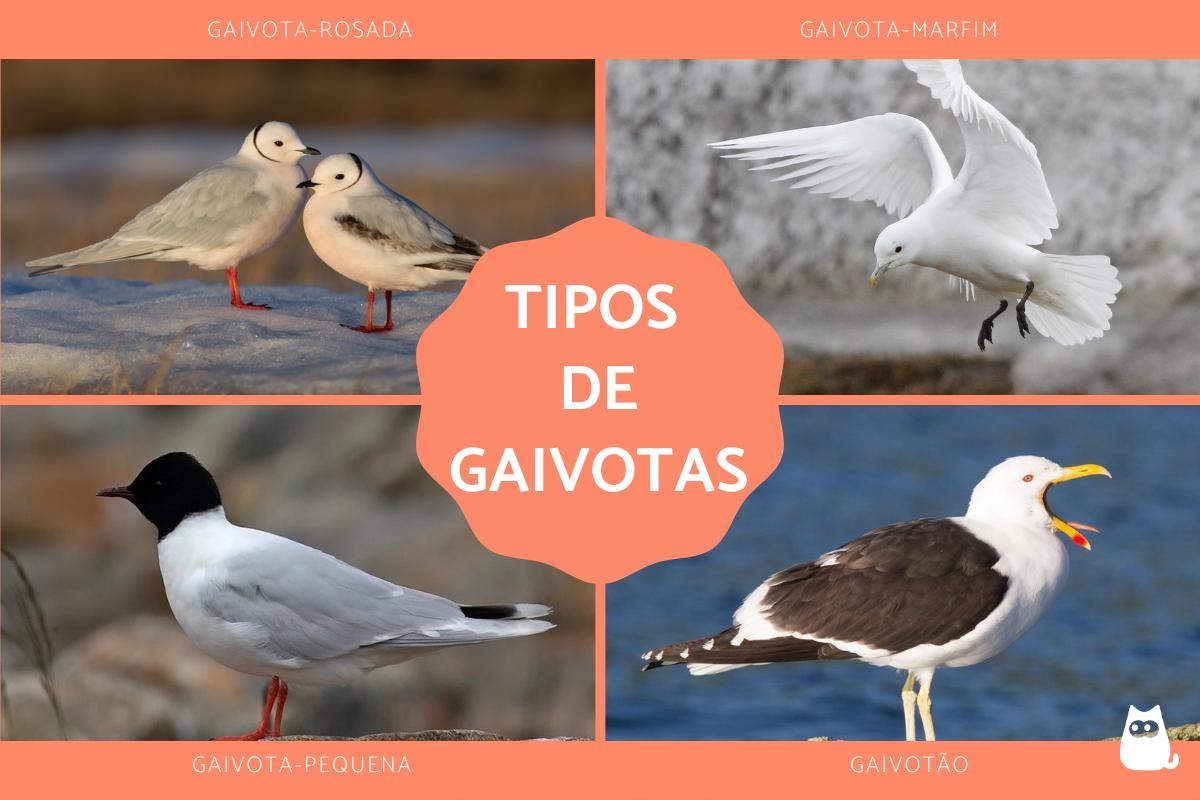 Tipos de gaivotas