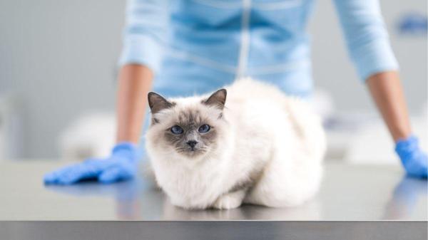 Câncer de mama em gatas: características e como se compara com o de humanos - Tratamento de câncer de mama humano pode ser aplicado a gatas?