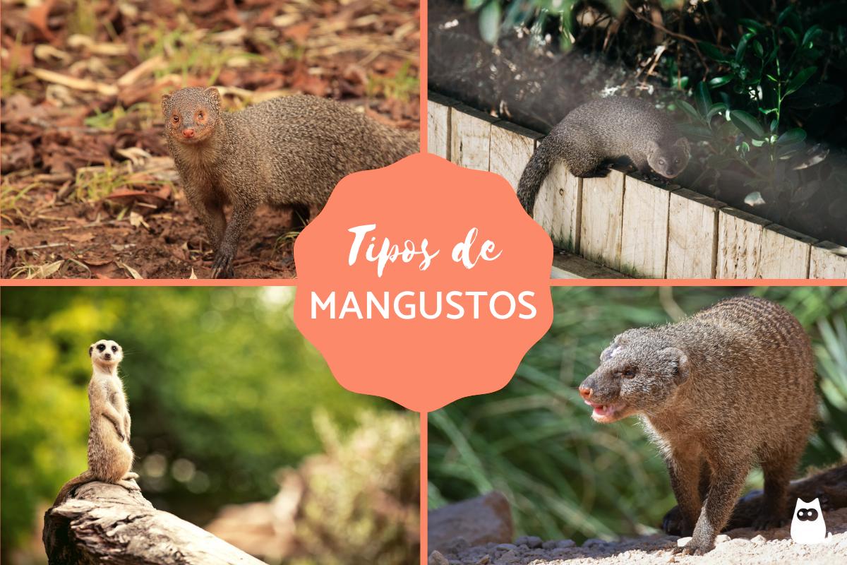 Mangustos - O que são, tipos, características e hábitat