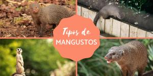Mangustos - O que são, tipos, características e hábitat