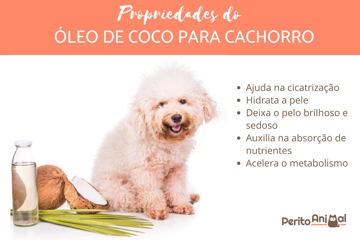 Óleo de coco para cachorro faz bem ou mal?
