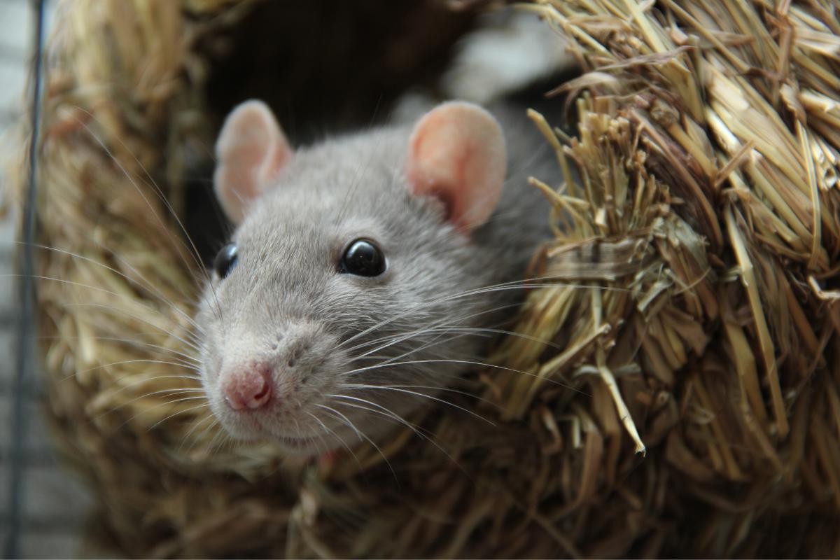 Quanto tempo vive um rato?