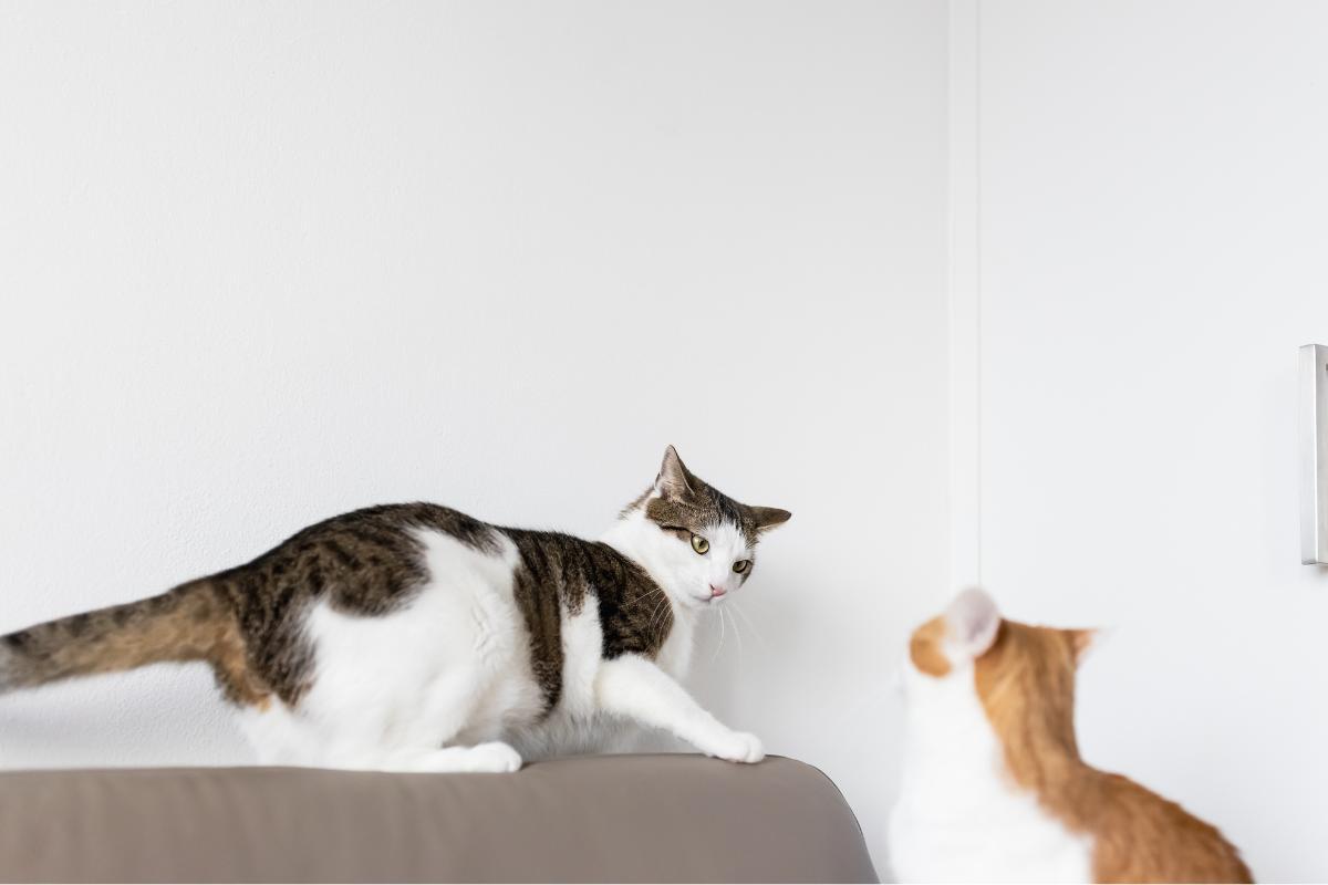 Castrei minha gata e agora meu gato bufa para ela, por quê?