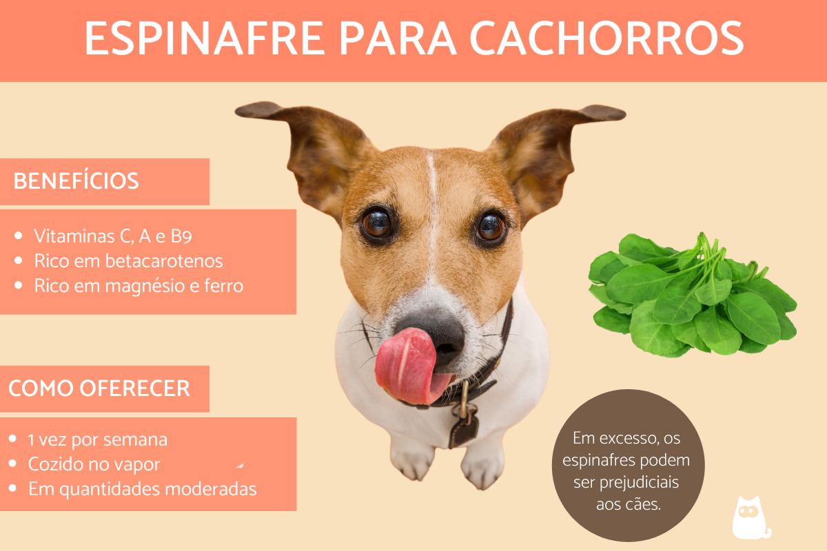 Cachorro pode comer espinafre?
