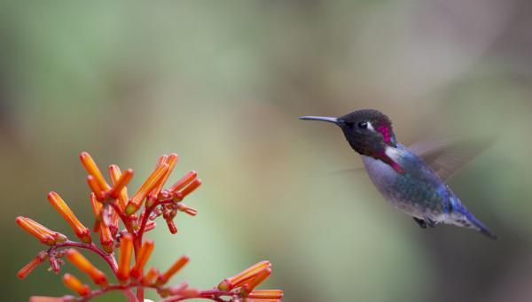 Os animais mais fofos do mundo - Colibri-abelha-cubano (Mellisuga helenae)