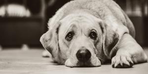 Infecção urinária em cães