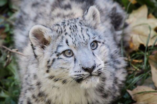 Os animais mais fofos do mundo - Leopardo-das-neves (Panthera uncia)