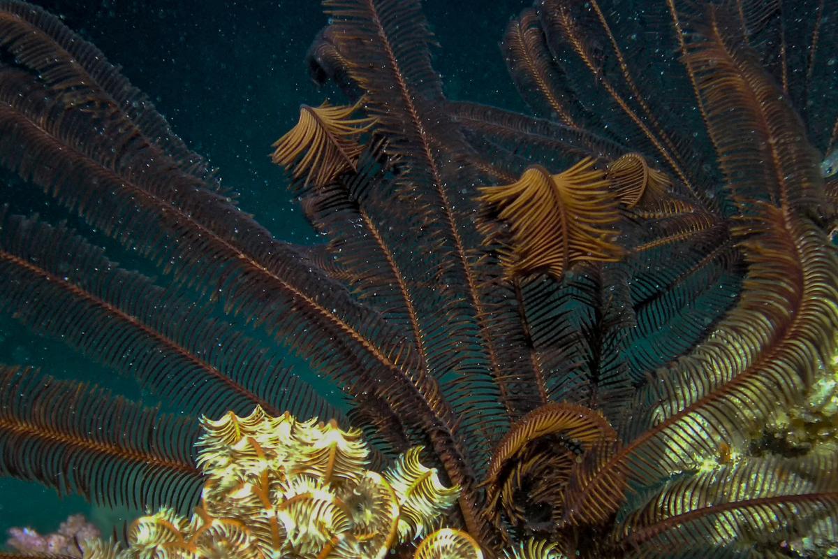 Lírios-do-mar - Características e exemplos