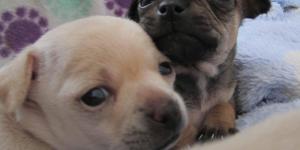 Quando os filhotes de cachorro abrem os olhos?
