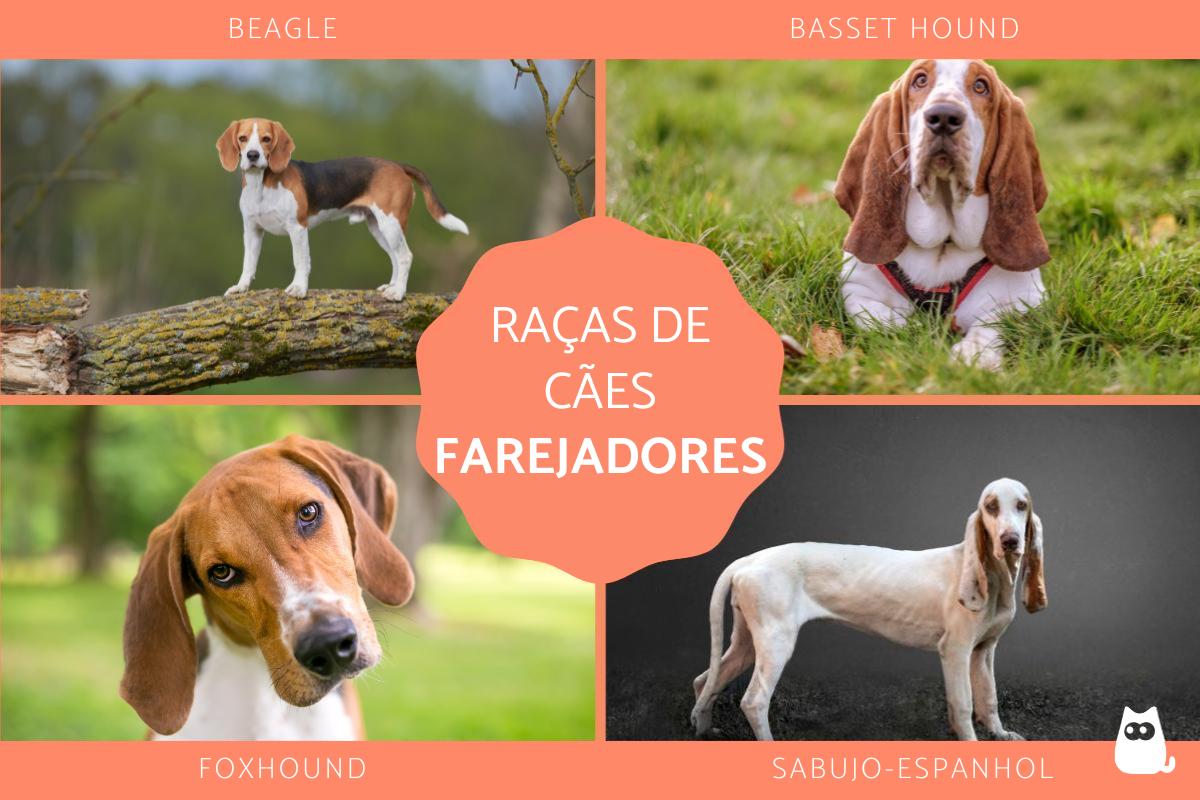 Raças de cães farejadores