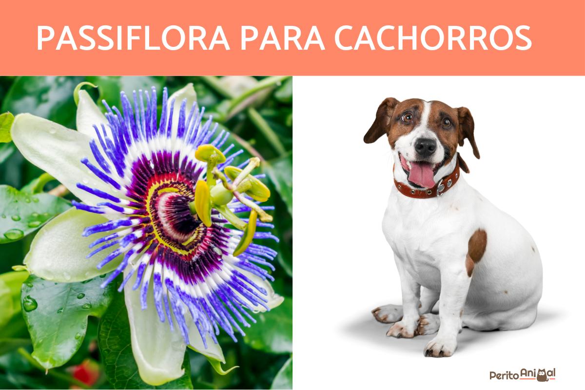 Passiflora para cachorros - Dosagem e contraindicações