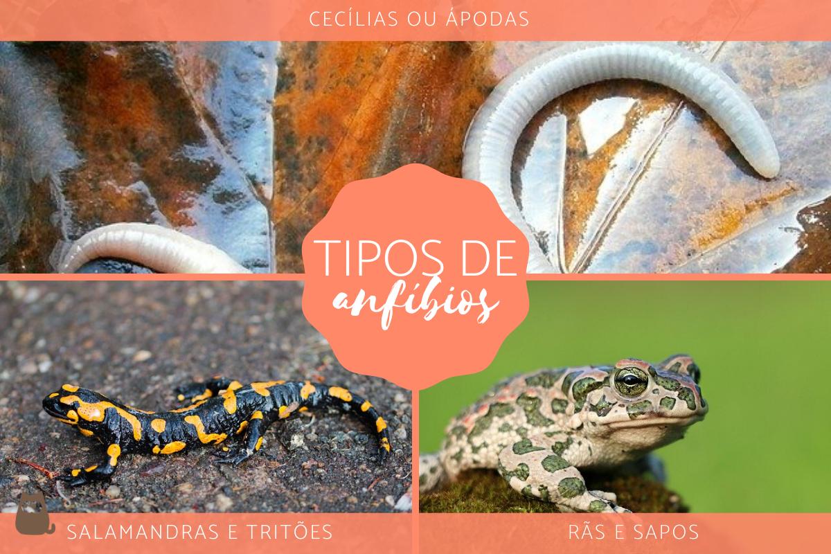 Tipos de anfíbios - Características, nomes e exemplos