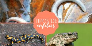 Tipos de anfíbios - Características, nomes e exemplos