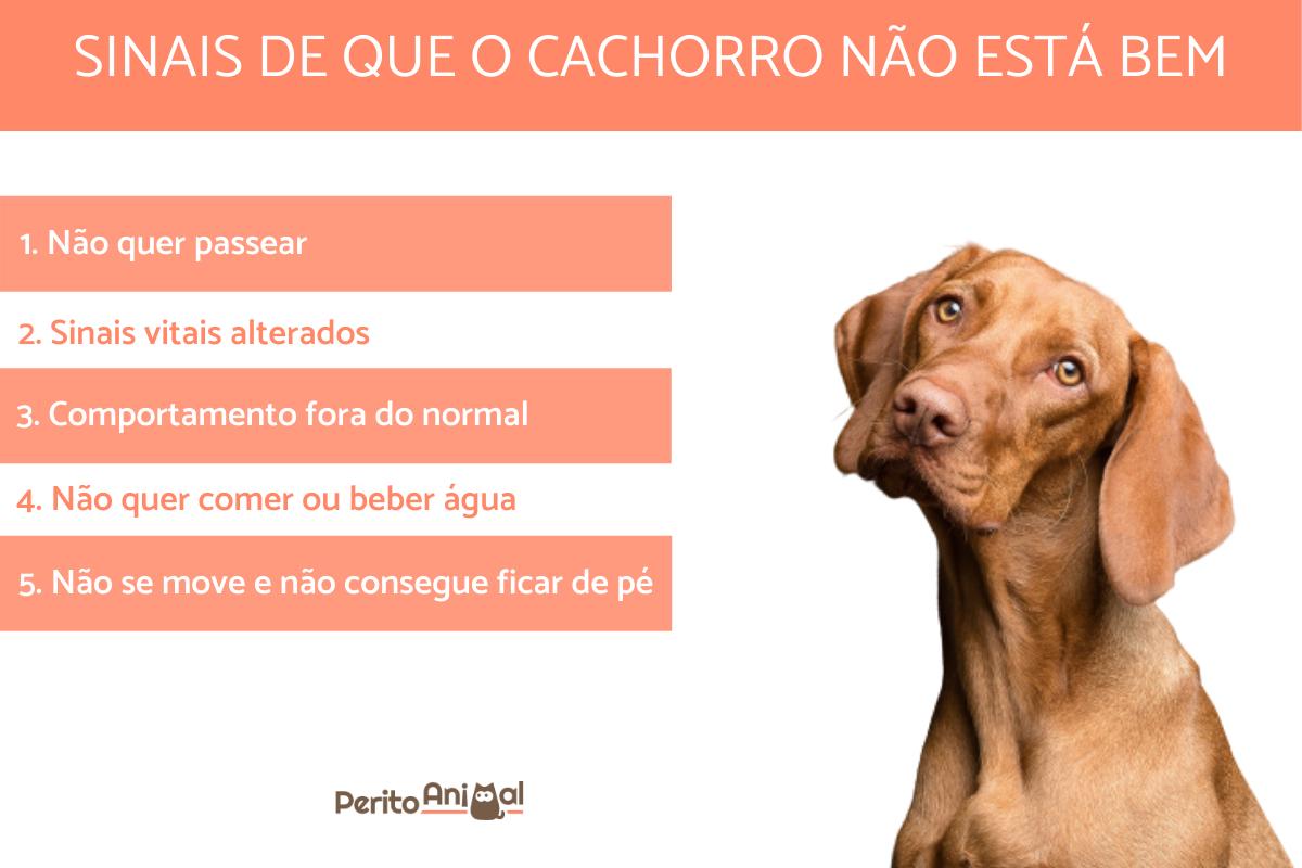 5 sintomas de que o cachorro está morrendo