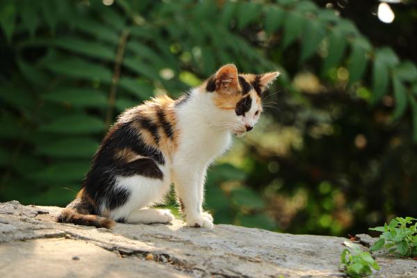 Gatos calico: significado e características - Características dos gatos de calico